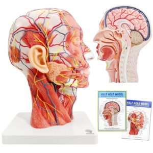 EVOTECH Human Half Head Superficial Neurovascular Model with Musculature, Life Size Anatomical Head Model Skull and Brain for Medical Teaching Learning, Science Learning...