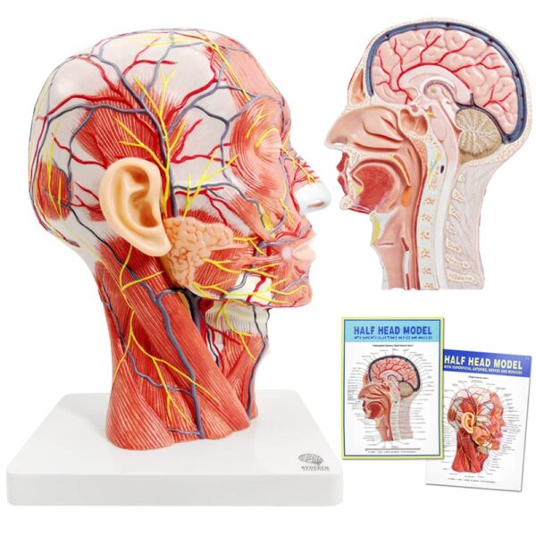 EVOTECH Human Half Head Superficial Neurovascular Model with Musculature, Life Size Anatomical Head Model Skull and Brain for Medical Teaching Learning, Science Learning...